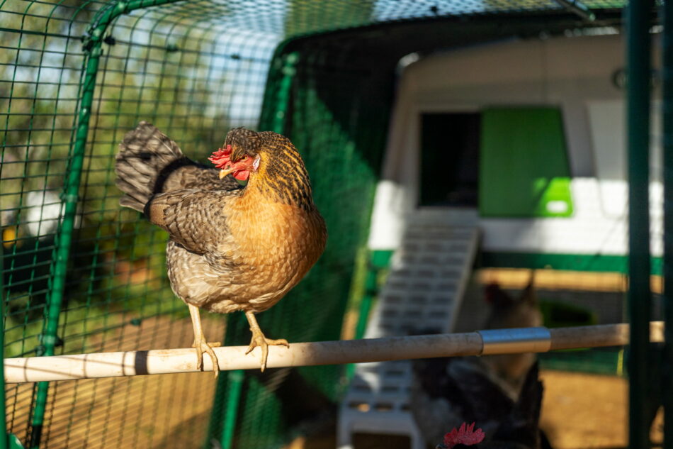 Kip zit in de Eglu Pro kippenren