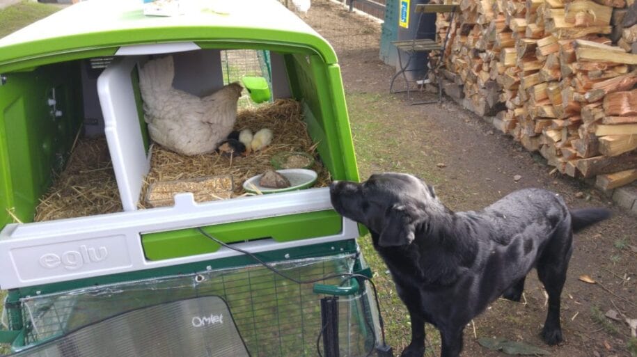 zwarte hond kijkt naar een hen met kuikens in haar Eglu Cube kippenhok