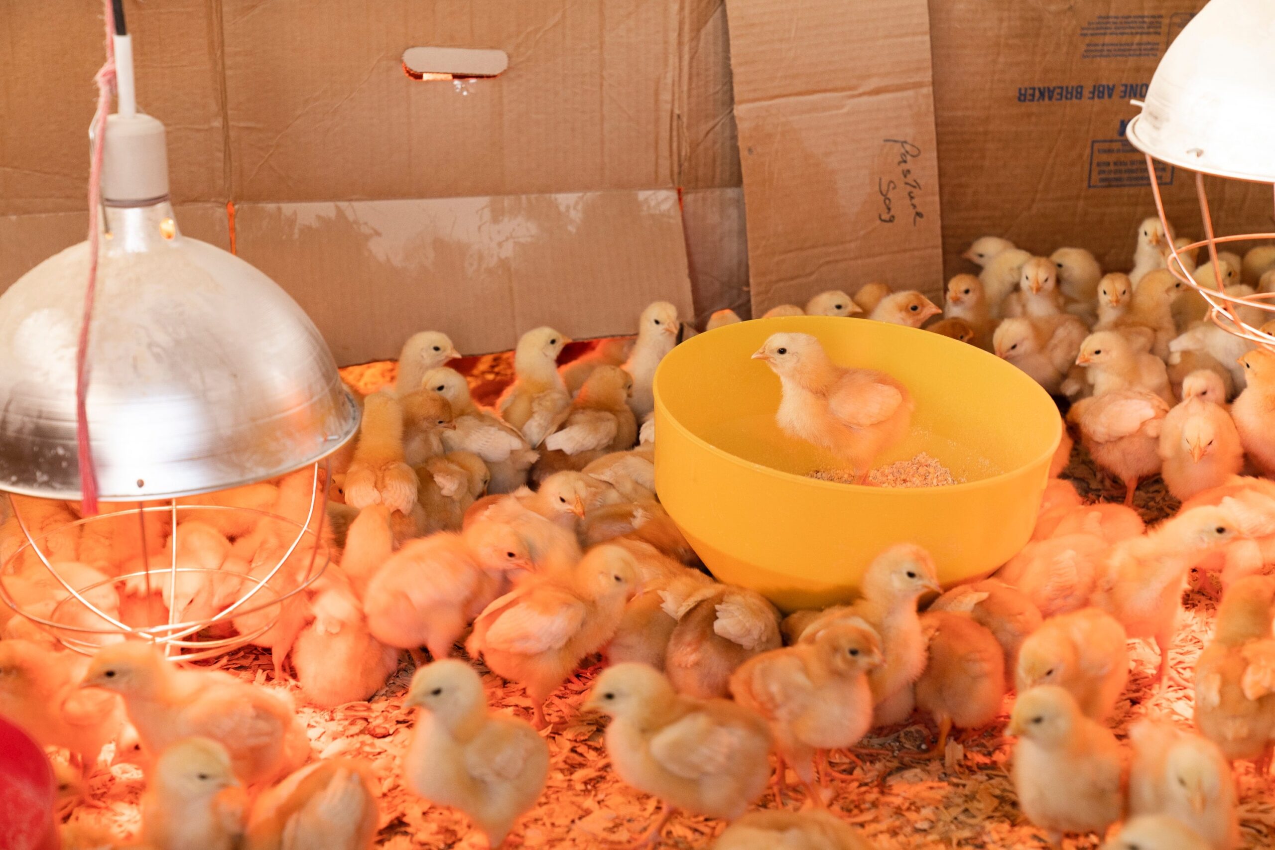 hack verbannen schilder Zes dingen om te vermijden bij het grootbrengen van kuikens - Omlet Blog NL