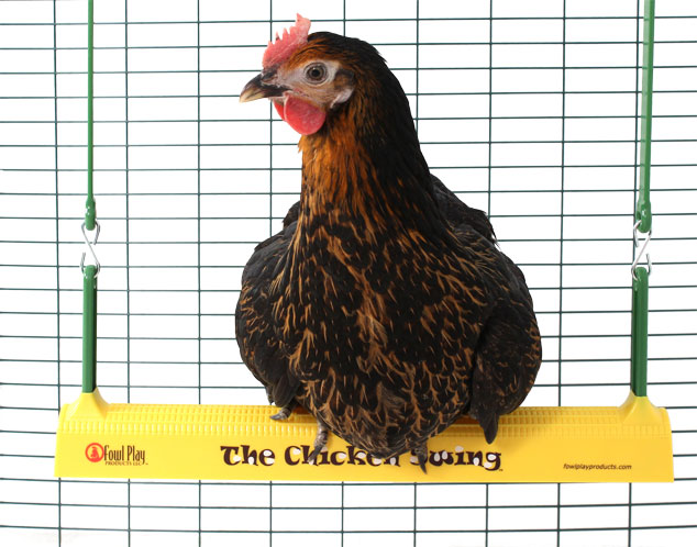 Een kip op een Omlet Chicken Swing