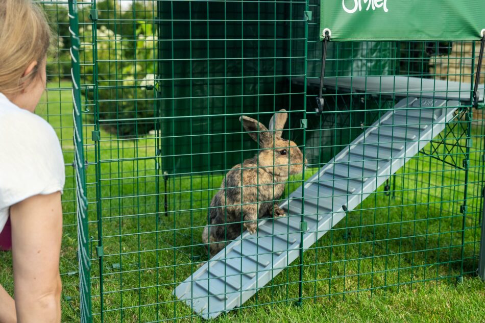 Konijneneigenaar kijkt naar konijn op Omlet Zippi platform in buitenren voor konijnen