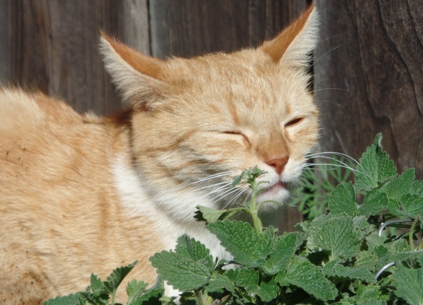 Rode kat ruikt aan catnip