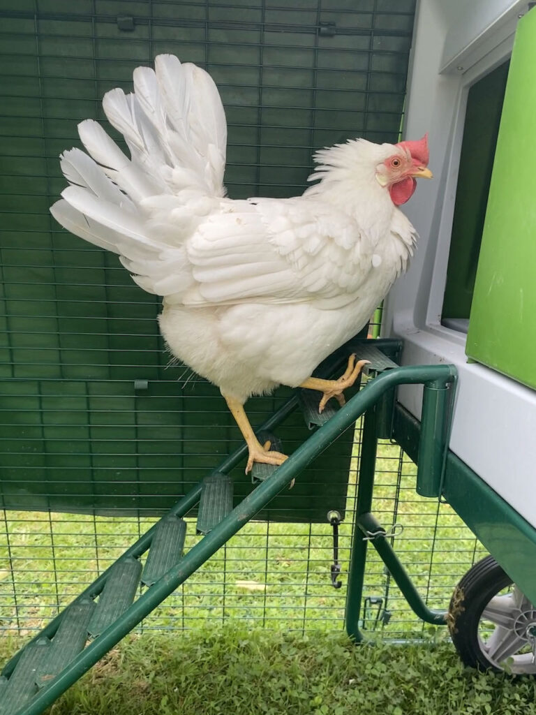 gebrek zo datum Waarom leggen mijn kippen niet in hun nestkast? - Omlet Blog NL