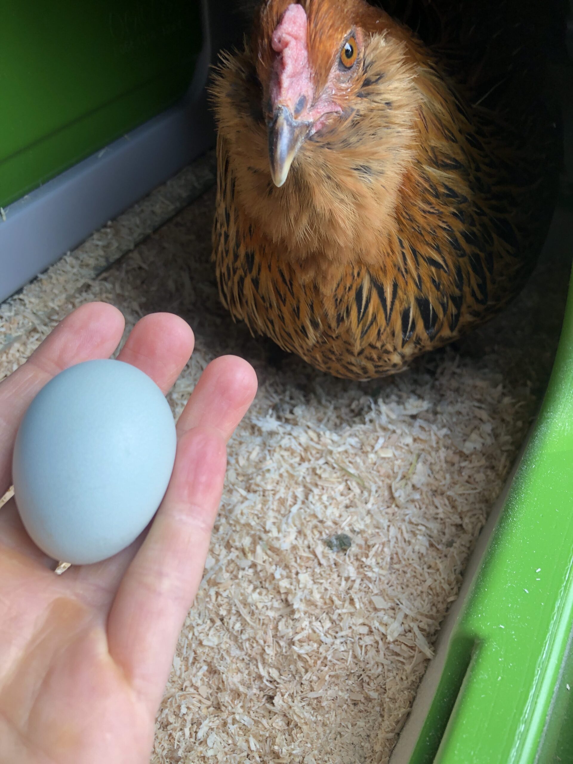 soort Afhankelijkheid Evacuatie Wereld Eidag - 9 feiten over eieren - Omlet Blog NL