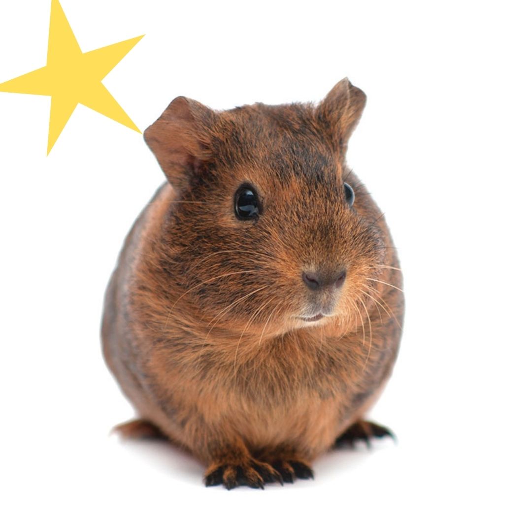 klink Sluimeren haar Wat is het verschil tussen een hamster en een cavia? - Omlet Blog NL