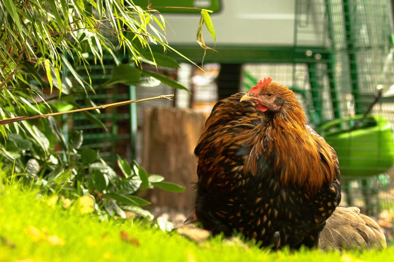 Laster Actief Zes Hoe weet ik welke kippen eieren leggen? - Omlet Blog NL