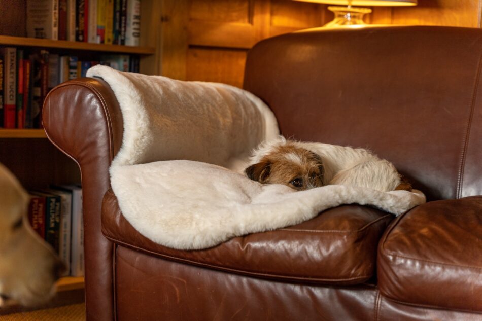 Terriër slaapt op de bank met Omlets luxe hondendeken van kunstschapenvacht  