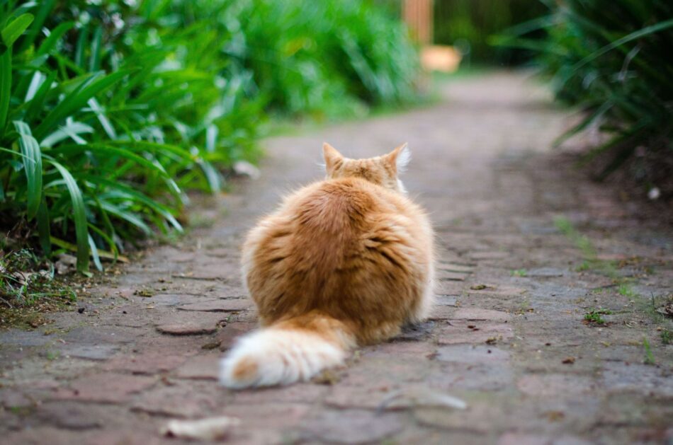 Waarom lopen katten van huis? - Omlet Blog