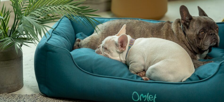 Twee Franse Bulldogs opgekruld in hun ‘Shaded Spruce’ hondennest van Omlet.  