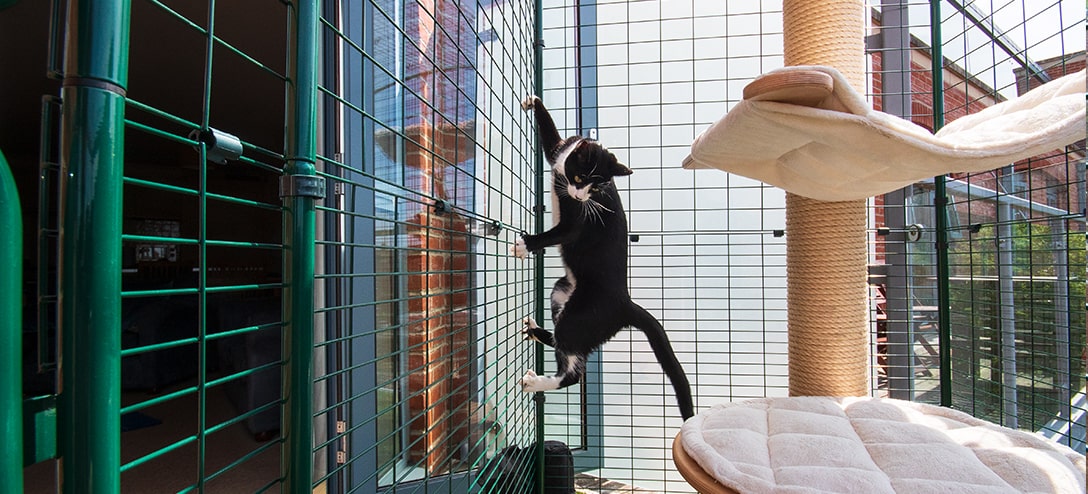 Kat klimt in Omlet balkon-kattenren buiten appartement