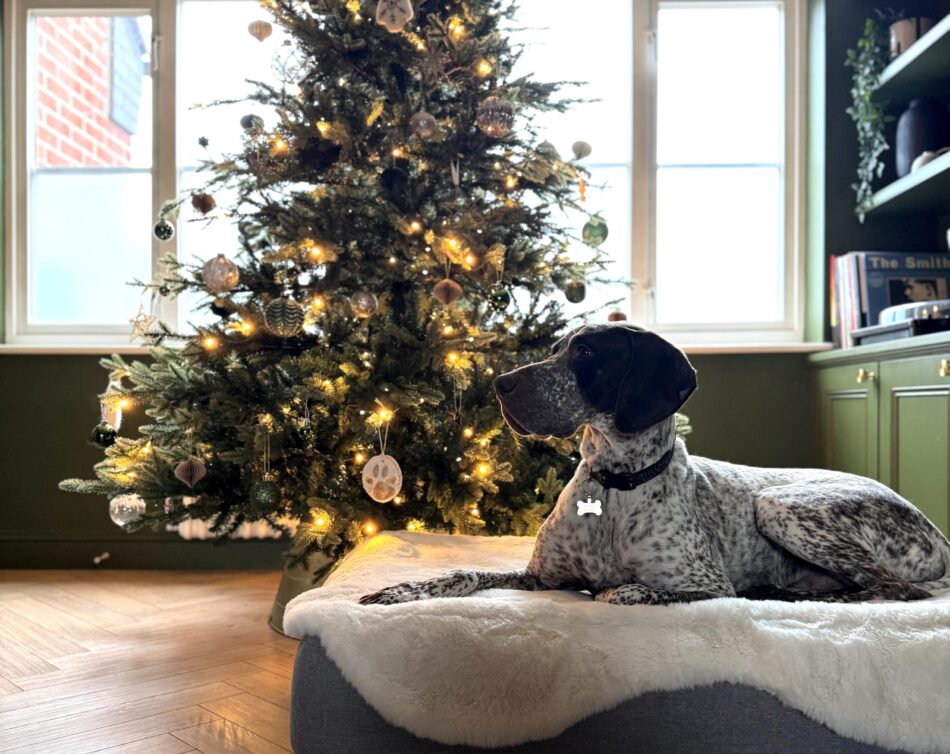 Hond kauwt op kerstcadeautje voor het Omlet Bolsterbed