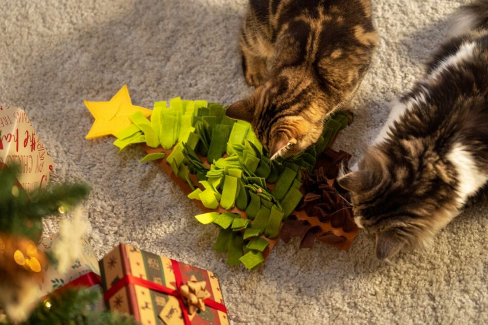 Twee katten met kerst aan het spelen met een kattenspeeltje in de kerstboom