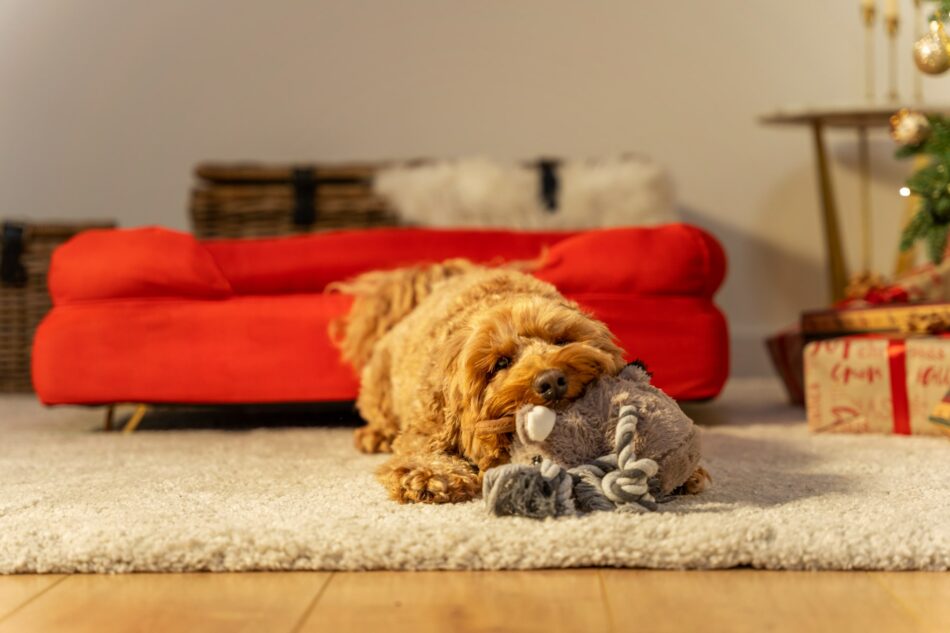 hond op topology hondenmand voor de kerstboom