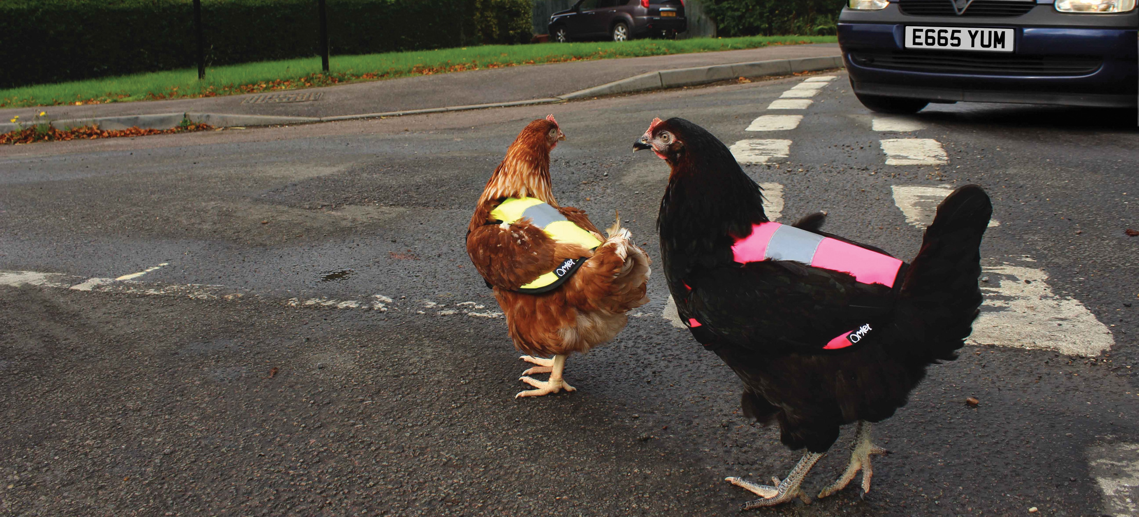 Kippen houden in de stad - kippen steken de weg over in Hi-Vis kippenvesten