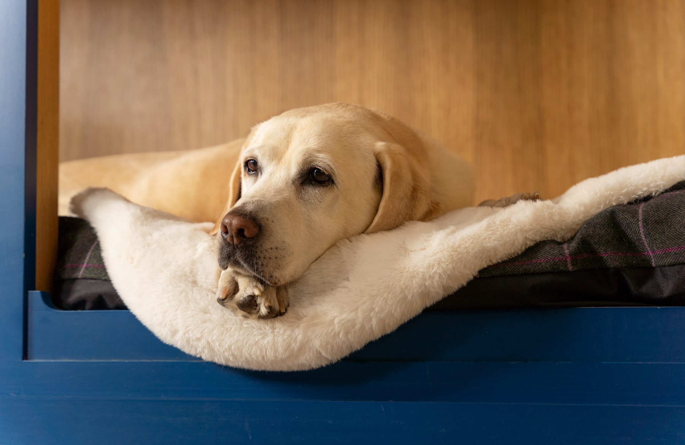 Een oudere hond adopteren Omlet Blog NL