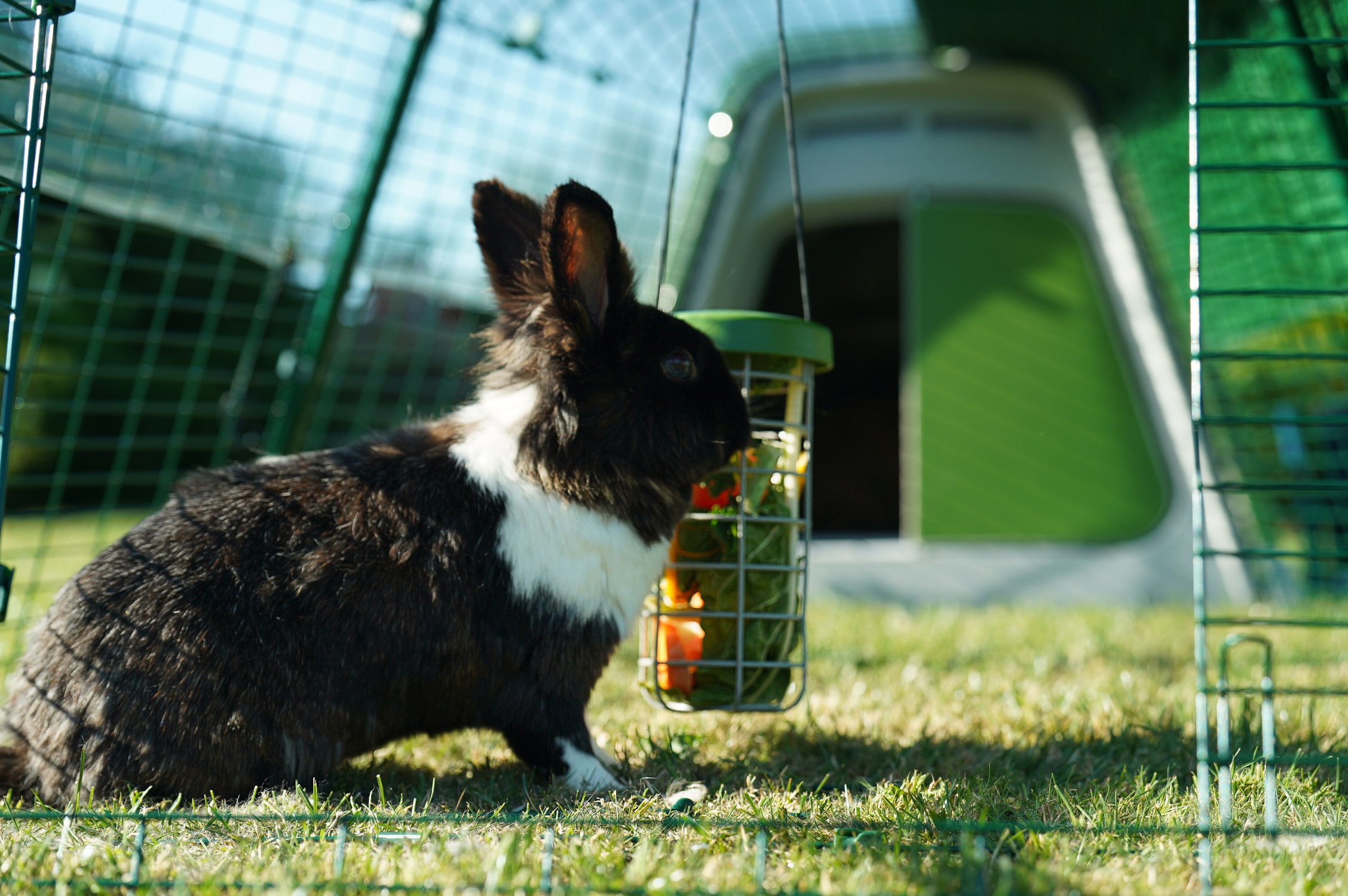 Bengelen anker Tijdens ~ Benodigdheden voor de verzorging van konijnen - Omlet Blog NL