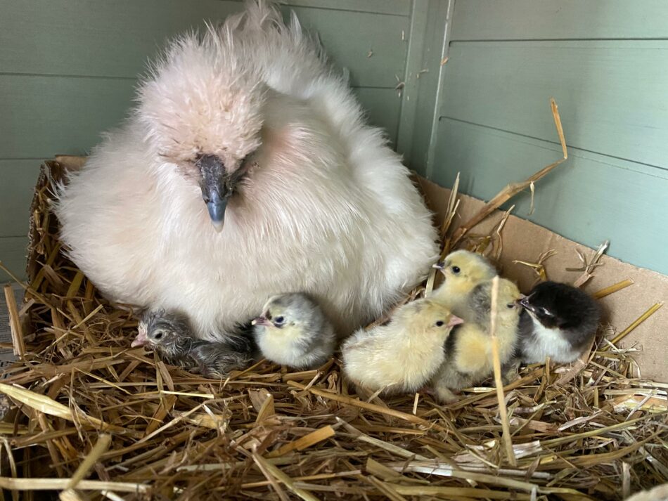 kuikens met kip in houten kippenhok