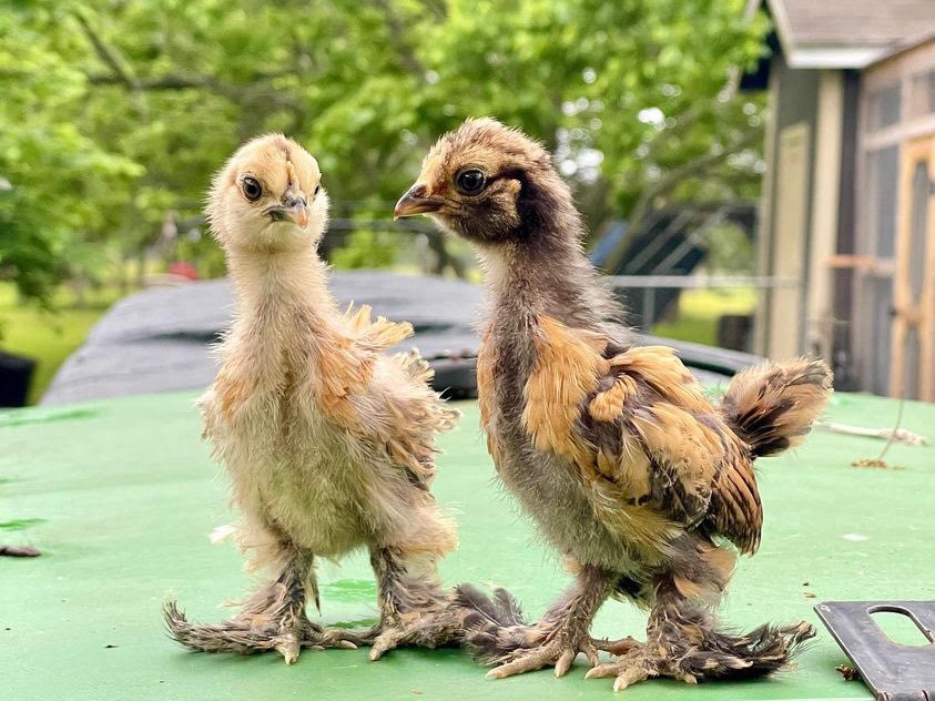 twee kuikens op een Eglu Cube kippenhok