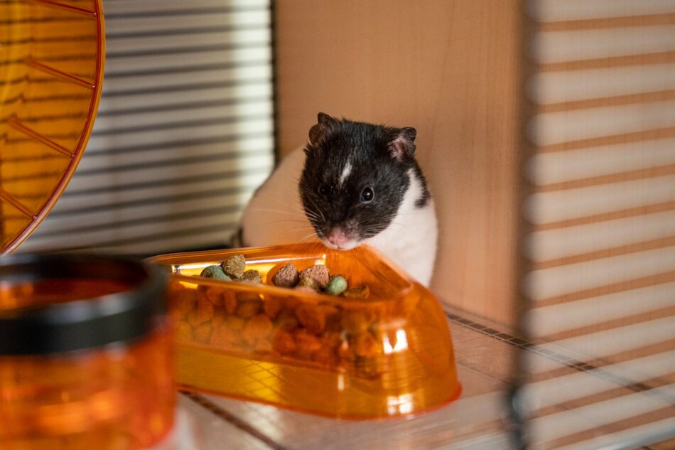 Hamster knaagt in zijn hok op eten