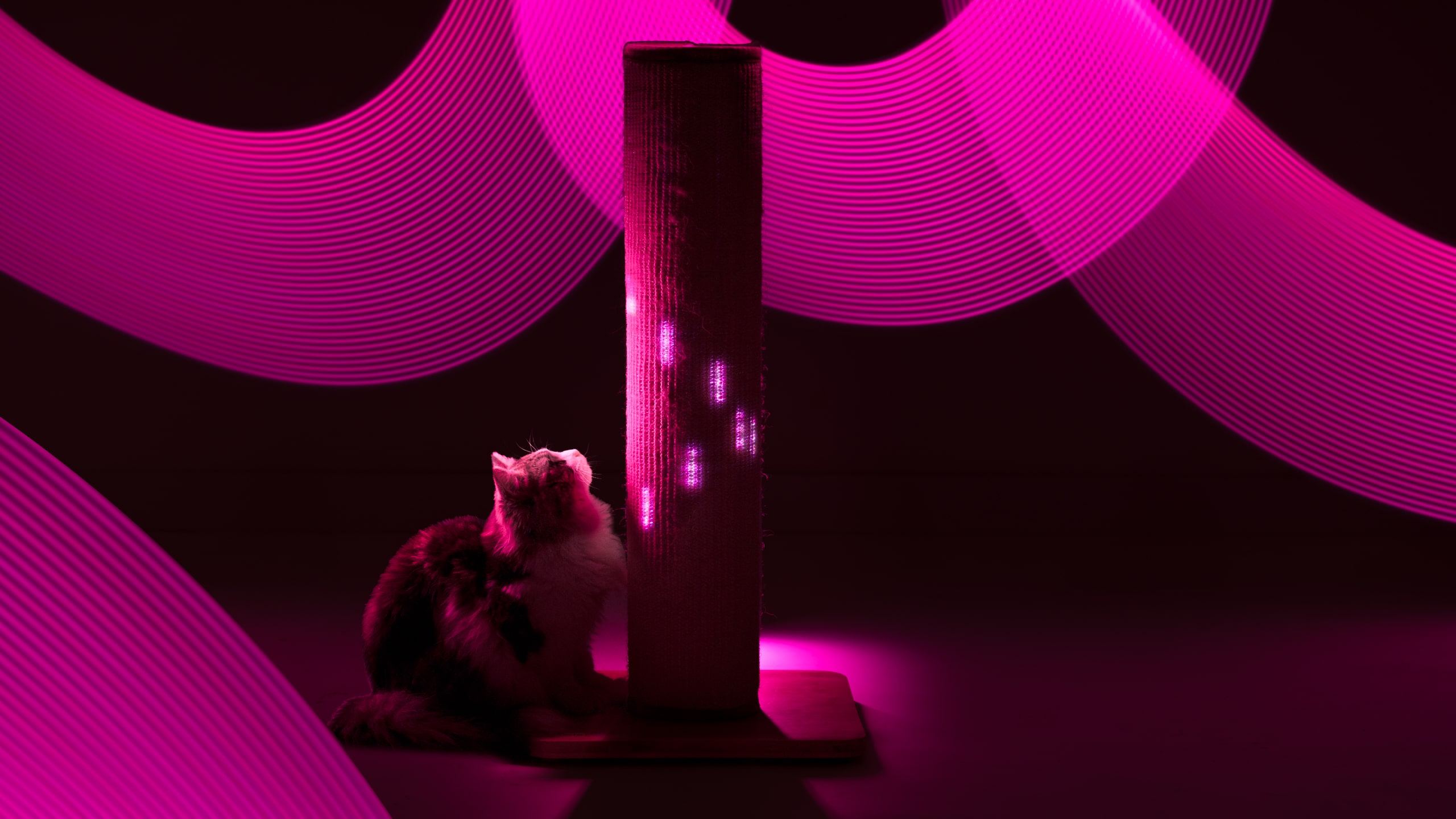 Kat omringd door het licht van de Switch krabpaal 