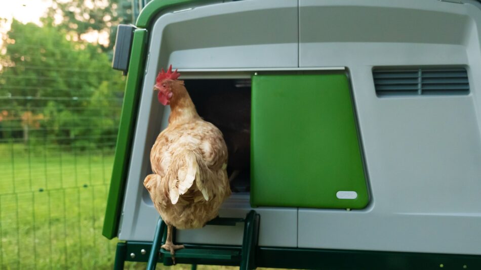 Bruine kip loopt in haar Omlet Eglu kippenhok via de Autodoor