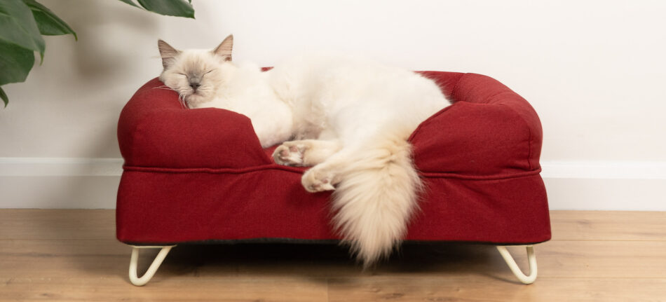 Kat slaapt op rood Bolsterbed voor katten 