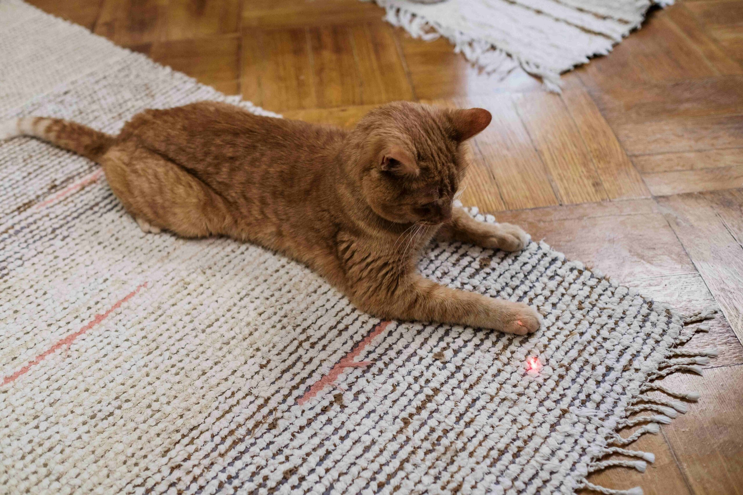 Kat speelt met het puntje van een laser op de vloer  