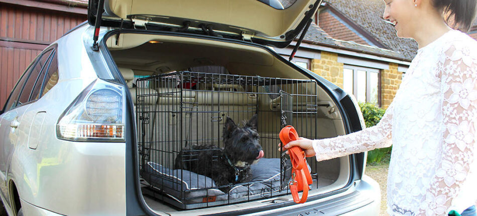Hond in de kofferbak zittend in de Fido Classic hondenbench van Omlet