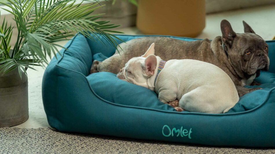 Hond slaapt op het Omlet Hondennest