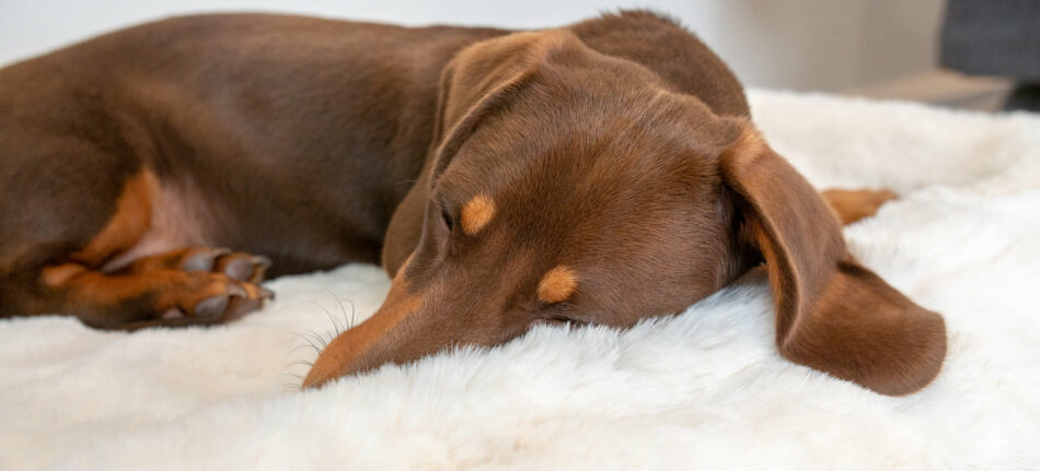 Teckel slaapt op de Omlet deken van kunstschapenvacht 