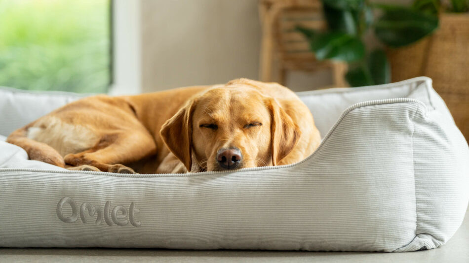 Hond slaapt op het Omlet Hondennest - Wat beïnvloedt de slaap van mijn hond 