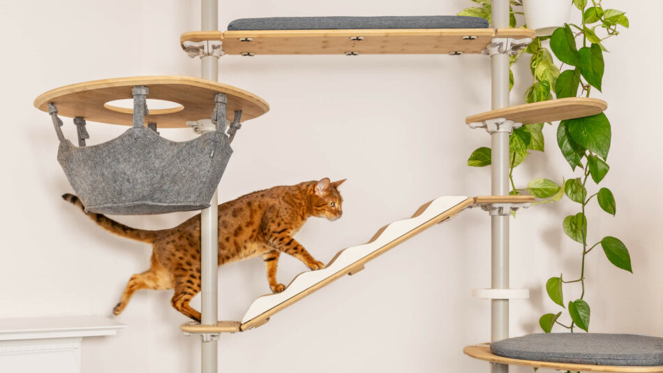 Kat klimt in de Omlet Freestyle Klimboom - hoe voorkom je verveling bij katten 