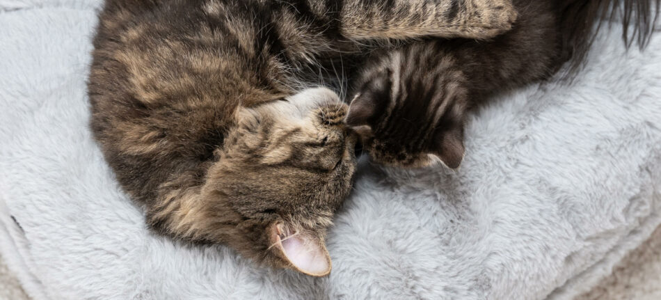 Kat slaapt op de Maya Donutmand - hoe voorkom je verveling bij katten