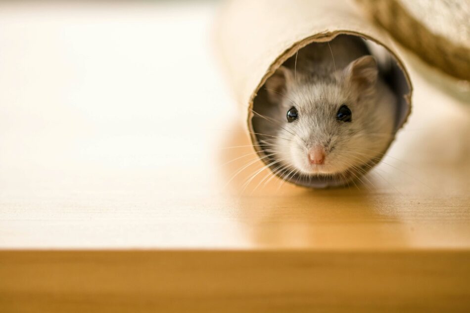 Hamster in een kartonnen koker 