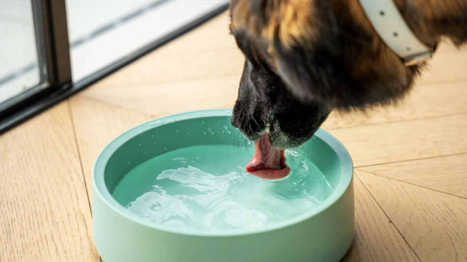 Hond drinkt uit de melamine drinkbak van Omlet 