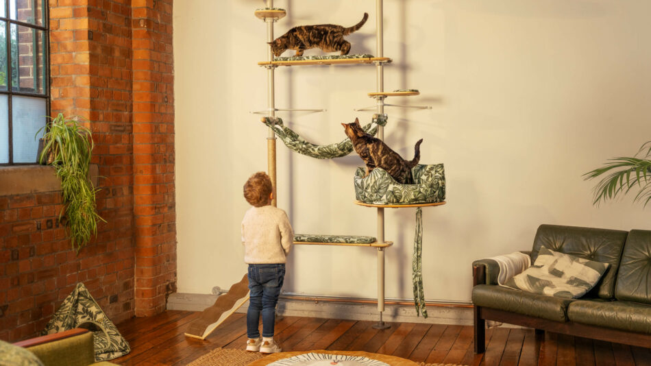 Katten klimmen op de Freestyle Indoor Klimboom van Omlet 