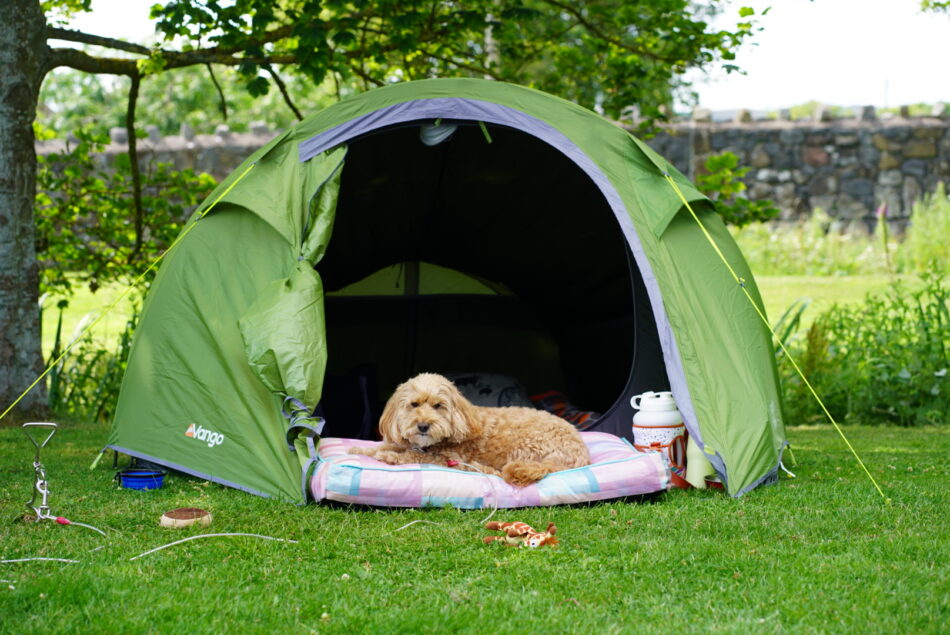 Hond op het hondenkussen van Omlet tijdens een kampeertrip