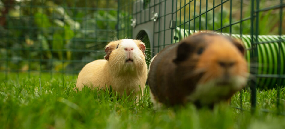 Twee cavia’s spelen in de ren van het Eglu Go hok