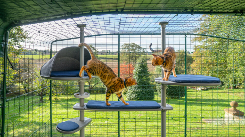 Twee katten klimmen op de Freestyle Outdoor in de Catio van Omlet 