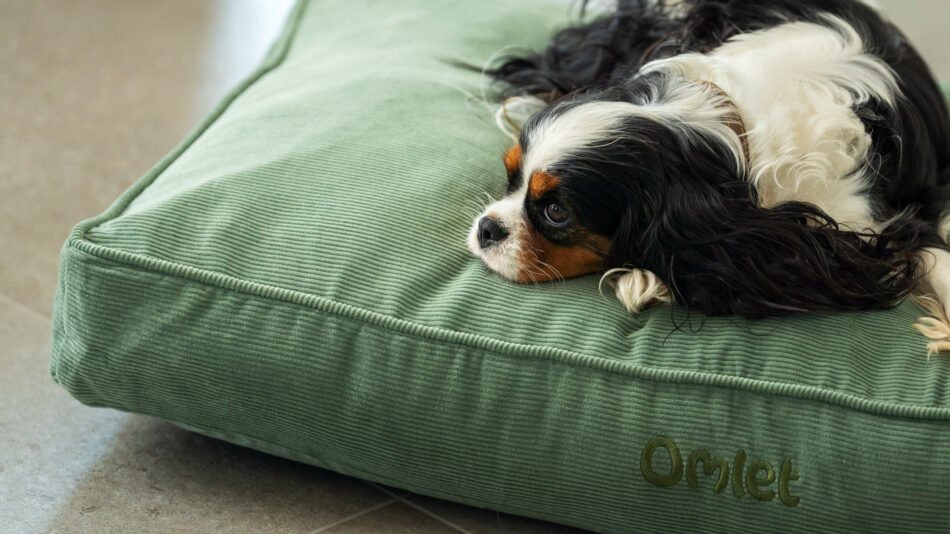 Kleine hond slaapt op het Hondenkussen van Omlet 