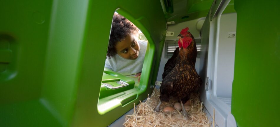 Jongen raapt eieren uit de Eglu Cube