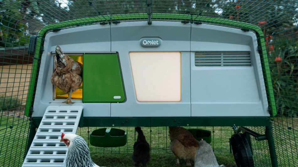 Kippen gaan in de Eglu Pro met Slimme Autodoor van Omlet