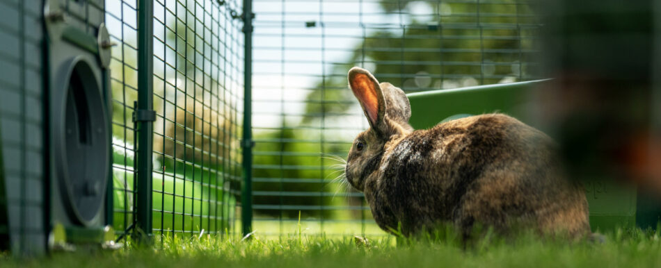 Konijn in de Zippi speelren met Zippi Tunnelsysteem van Omlet