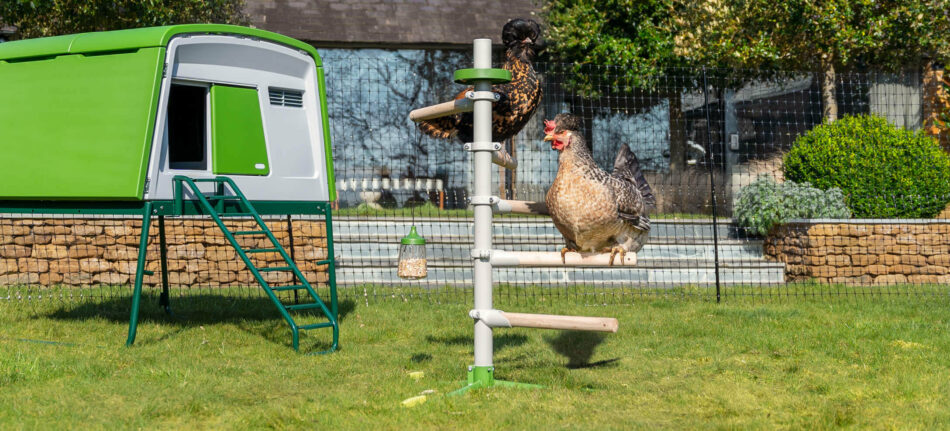 Vrijstaande Zitstok voor kippen naast de Eglu Cube, binnen de afrastering voor kippen