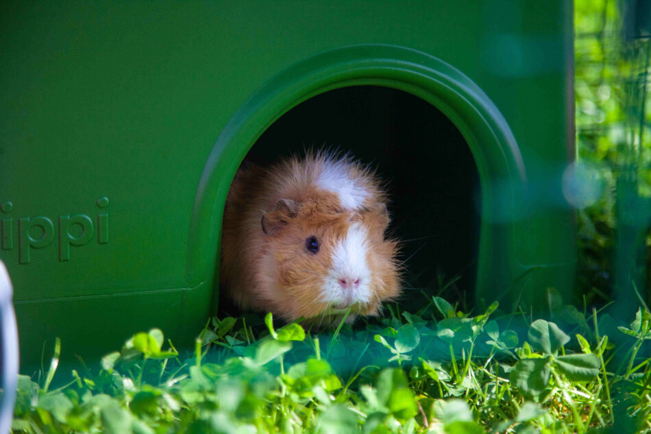 Cavia in het groene Zippi Schuilhuisje van Omlet 