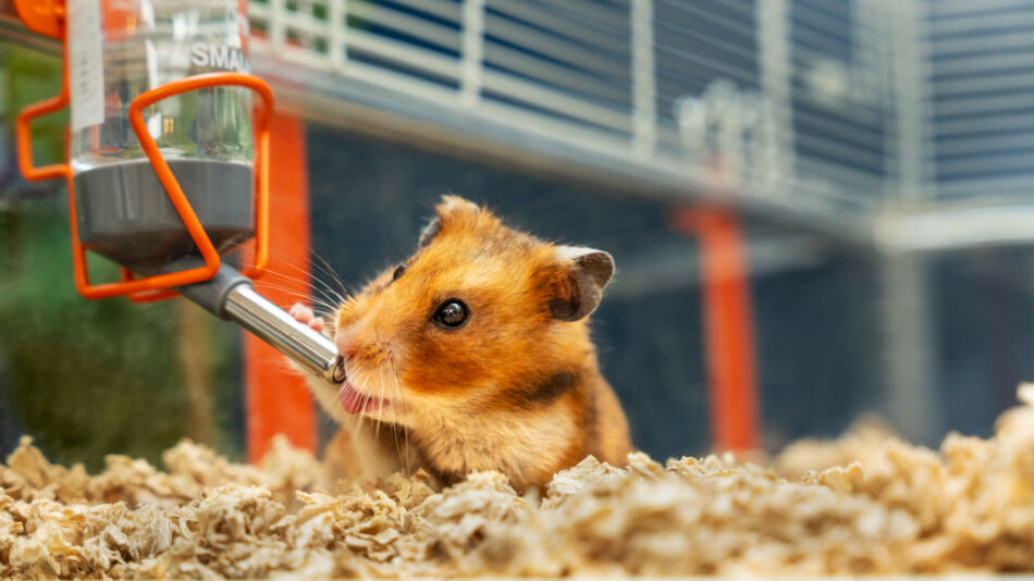 Hamster drinkt uit het flesje in het Hamsterhuis van Omlet 