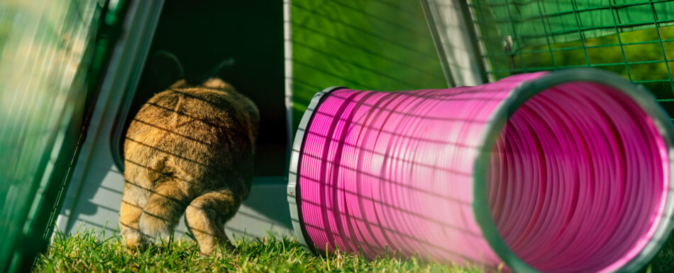 Konijn springt in de Eglu Go van Omlet 