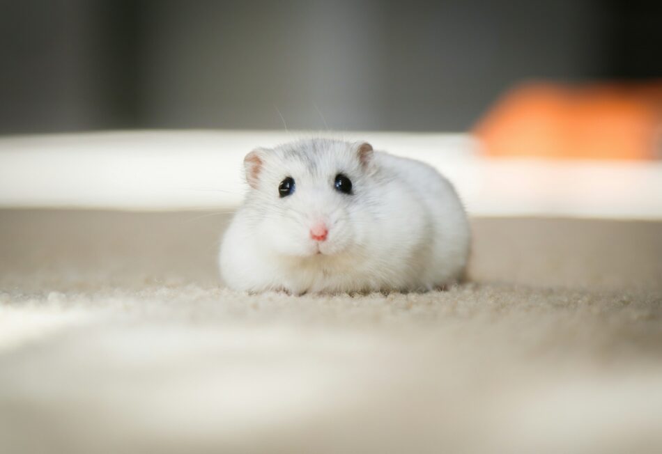Hamster liggend op het aanrecht
