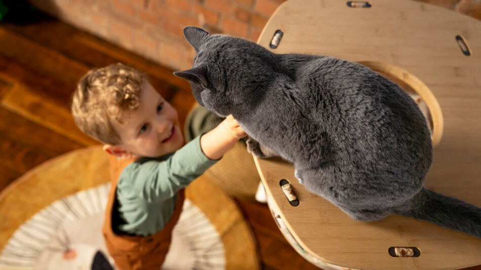 Jongen die in de Freestyle Kattenboom reikt naar een grijze kat