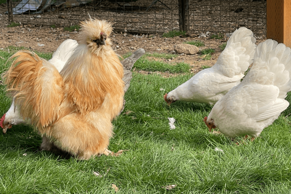 Kippen die grazen op wat gras